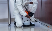 Servicii deratizare Ramnicu Valcea Servicii Deratizare Valcea IGIENA SERV